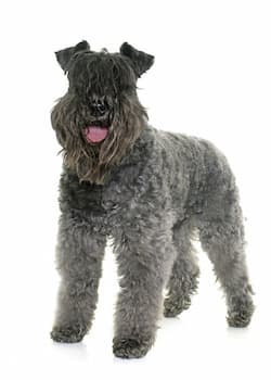 Kerry Blue Terrier's Photo