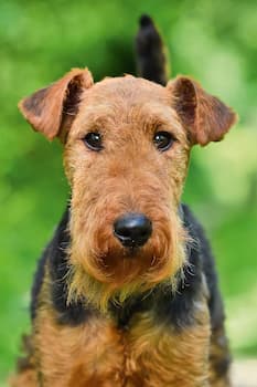 Welsh Terrier's Photo