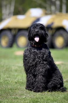 A photo of Black Russian Terrier Dog