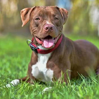 American Pit Bull Terrier's photo