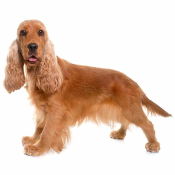 English Cocker Spaniel's photo