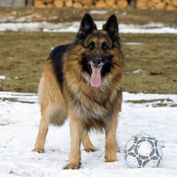 King Shepherd Photo