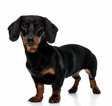 Miniature Dachshund Photo