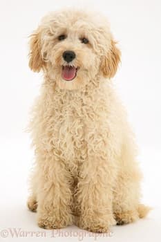 Miniature Poodle Photo