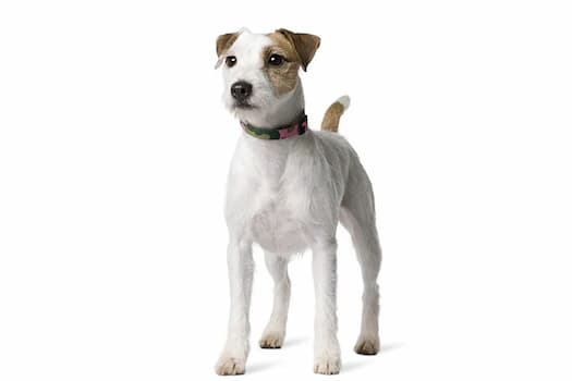 Parson Russell Terrier Photo