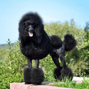 Standard Poodle Photo