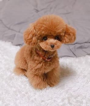 Toy Poodle's photo