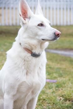 White German Shepherd's Photo