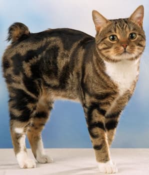 A photo Of A Manx Cat