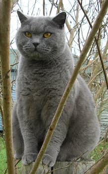 A photo of British Shorthair Cat