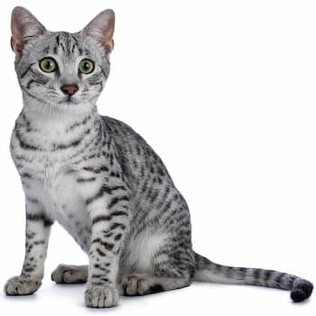 A photo of Egyptian Mau Cat