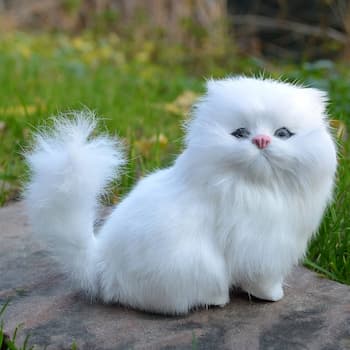 A photo of Persian Cat