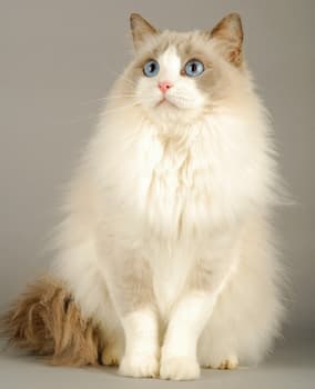 A photo of Ragdoll Cat