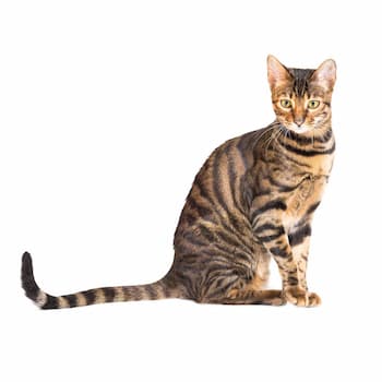 Toyger Characteristics, Lifespan, Colors, and Breeding