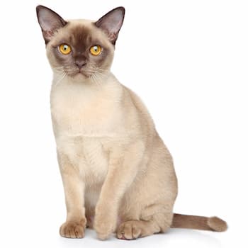 Burmese Cat Photo