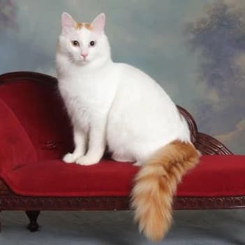 Turkish Van Photo